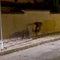 Escaped circus lion captured after prowling streets: Very tense