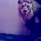 Escaped circus lion roams streets of Italy