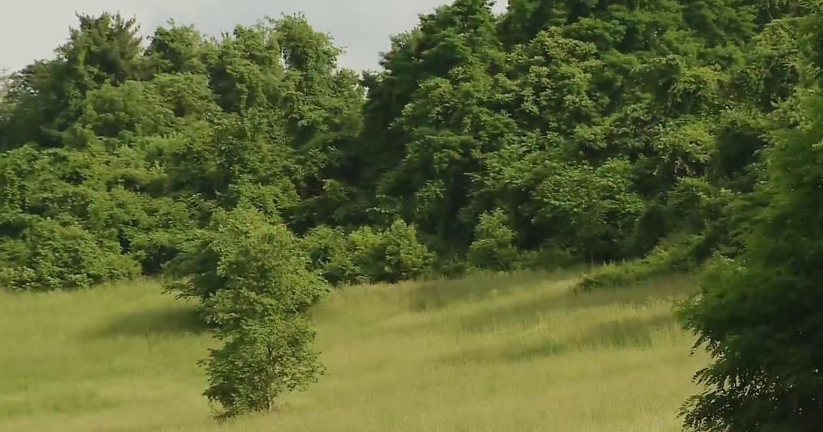 Pittsburgh among best cities for "tree huggers," report finds 