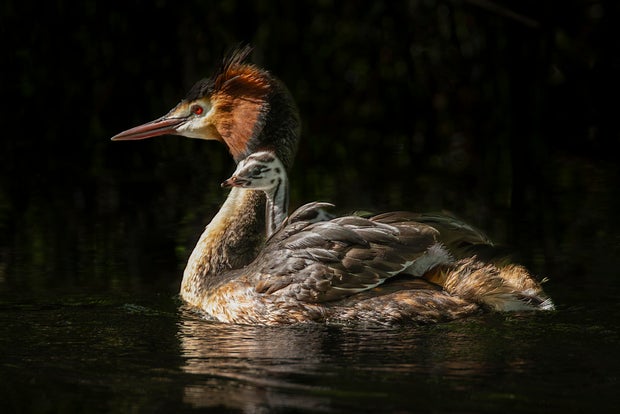 Weird puking bird wins New Zealand avian beauty contest after John Oliver campaigns for it worldwide