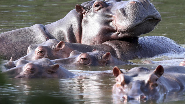 Colombia Hippos 