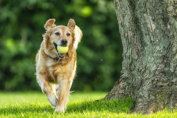 A Golden Retriever running with her ball in yard by a tree – 5 year old 
