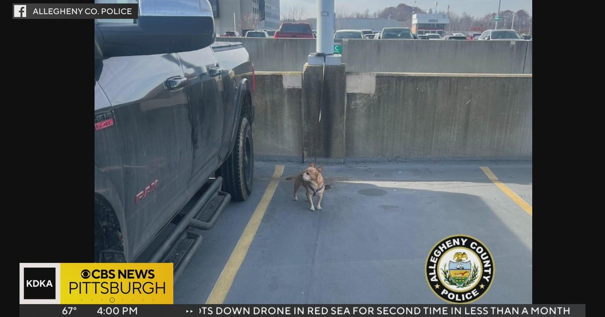 Another dog was apparently abandoned at the Pittsburgh International ...