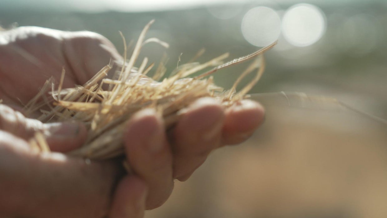 Dry grass in Hawaii 