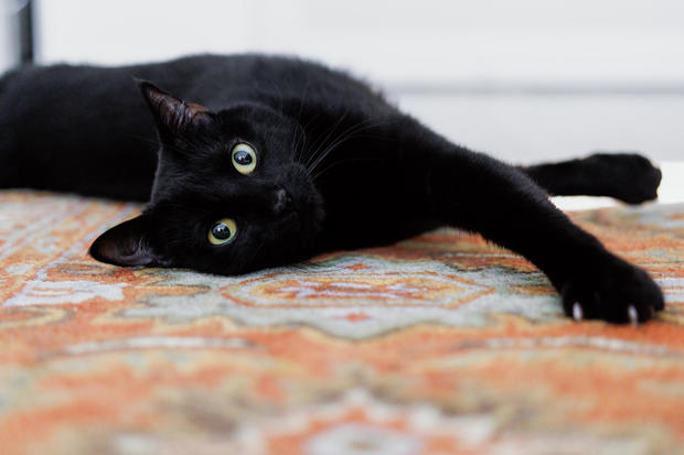 Black Cat Stretches on Rug in Bedroom 