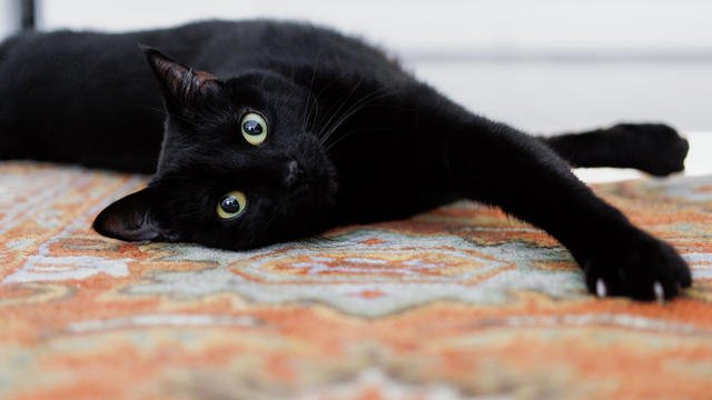 Black Cat Stretches on Rug in Bedroom 