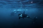Orcas, underwater photography, Norway 
