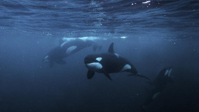 Orcas, underwater photography, Norway 