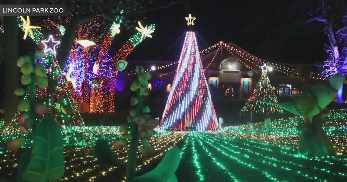 'Zoo Lights' at Lincoln Park Zoo to kick off its 29th year CBS Chicago