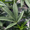 DOJ will move to reclassify marijuana in historic shift, sources say