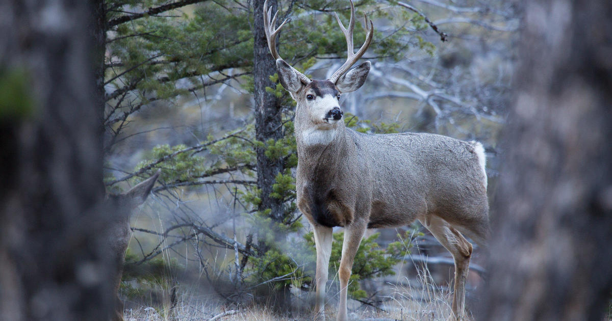 Rare "zombie" disease that causes deer to excessively drool before killing them found in Yellowstone