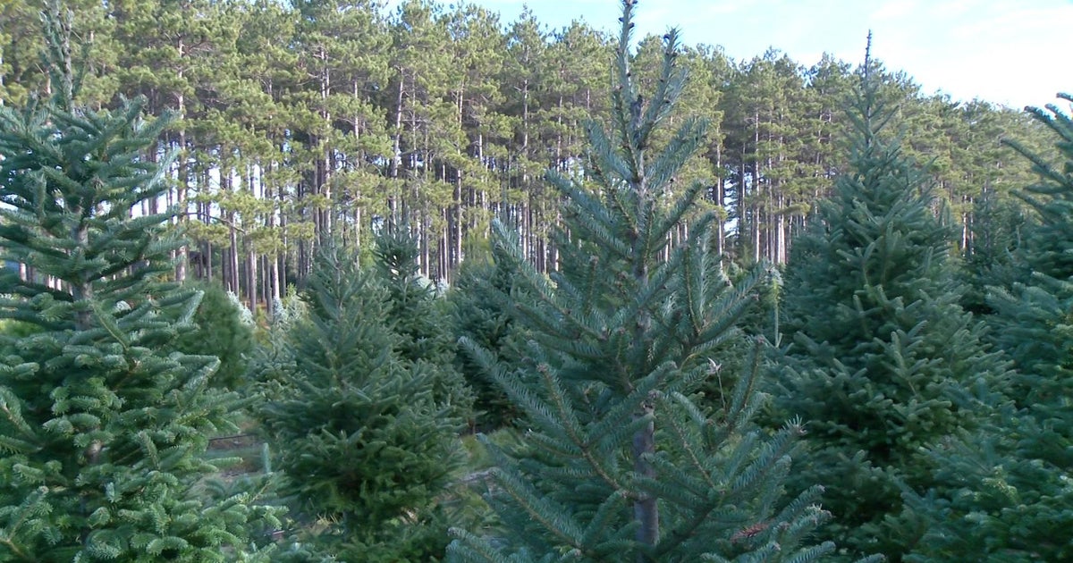 Minnesota tree farms have good Christmas supply but drought will leave lasting impact Minnesota tree farms have good Christmas supply but drought will leave lasting impact