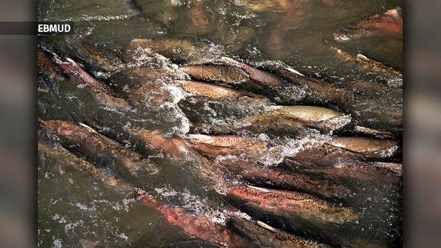 Chinook Salmon Run