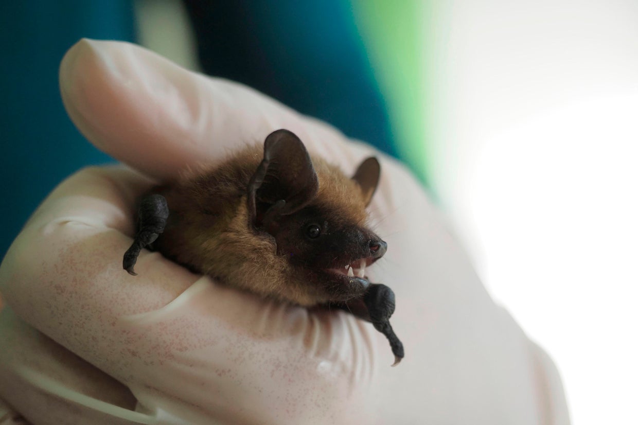 Retiree records bat sex in church attic, helps scientists solve mystery ...
