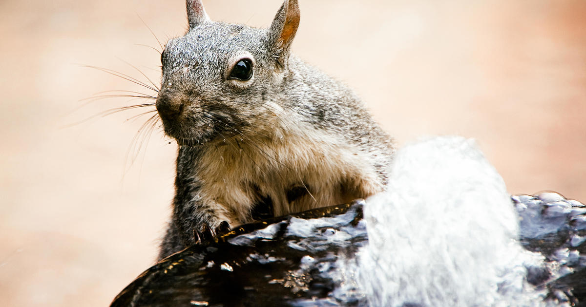 Western gray squirrels are now considered endangered in Washington ...