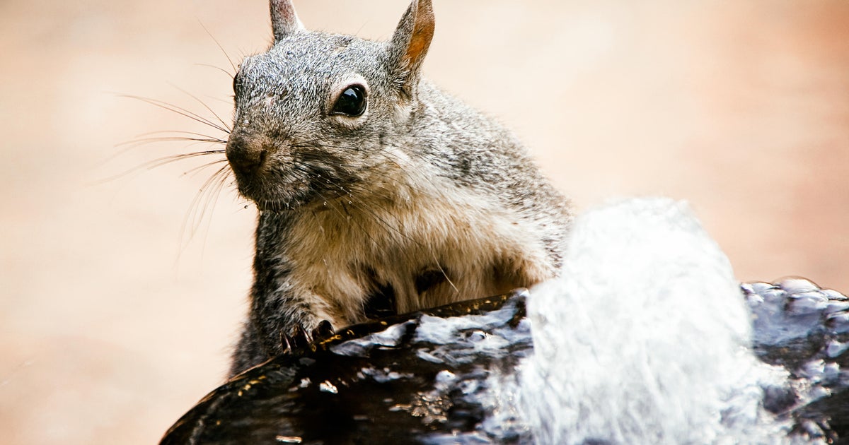 Western gray squirrels are now considered endangered in Washington state: “Seriously threatened with extinction”