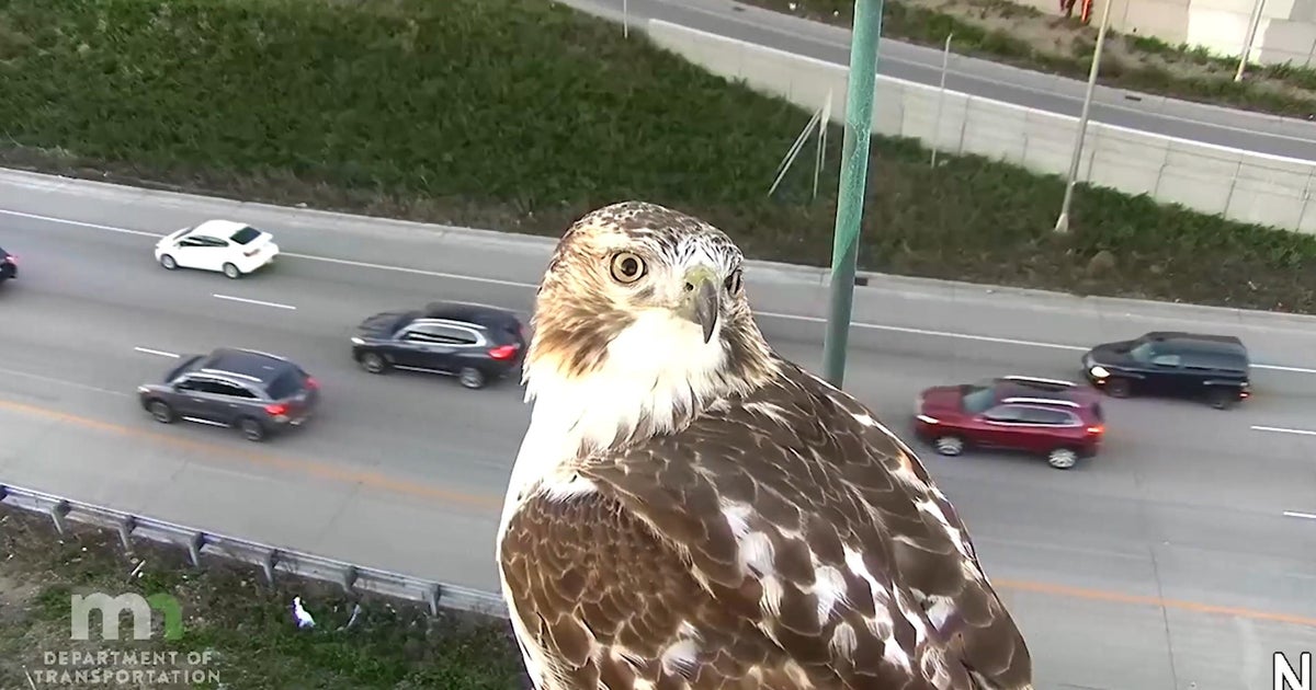 Enjoy: Curious hawk hangs out with targeted traffic digicam in Minneapolis Enjoy: Curious hawk hangs out with targeted traffic digicam in Minneapolis