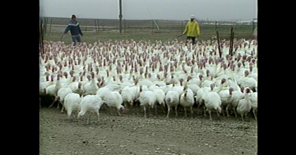 CBS 2 Vault: Bob Wallace visits the Ho-Ka Turkey farms - CBS Chicago