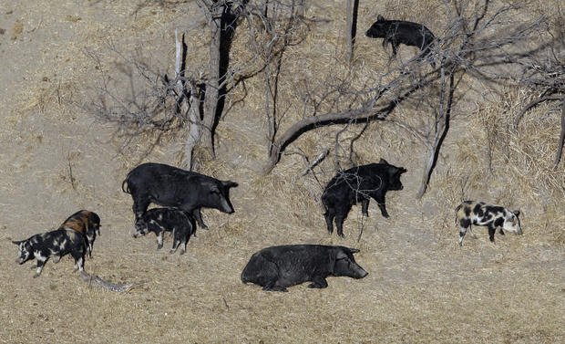 Feral pigs roam near a Mertzon, Texas, ranch on Feb. 18, 2009. 