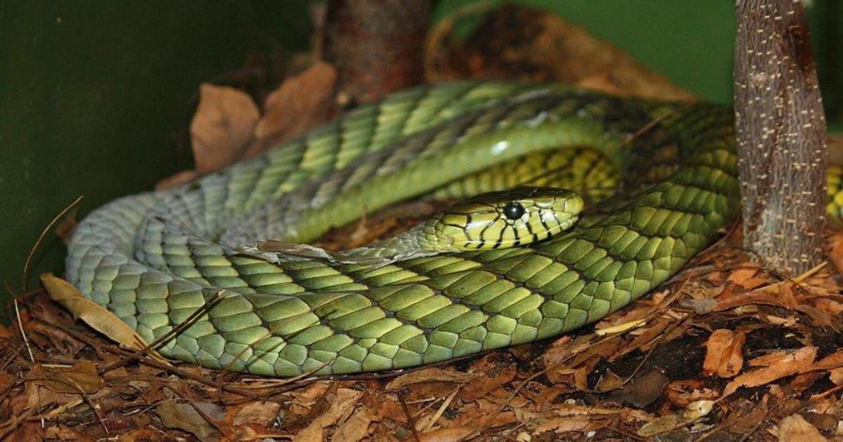 Изключително отровна двуметрова зелена змия мамба е на свобода в