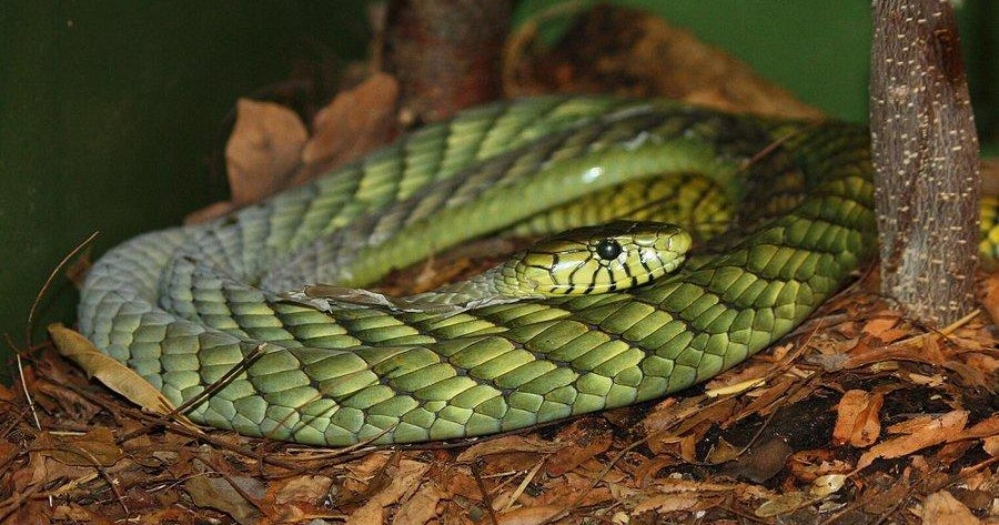 Die Polizei warnt Anwohner, drinnen zu bleiben, nachdem in den Niederlanden eine „hochgiftige“ Grüne Mamba-Schlange entkommen ist