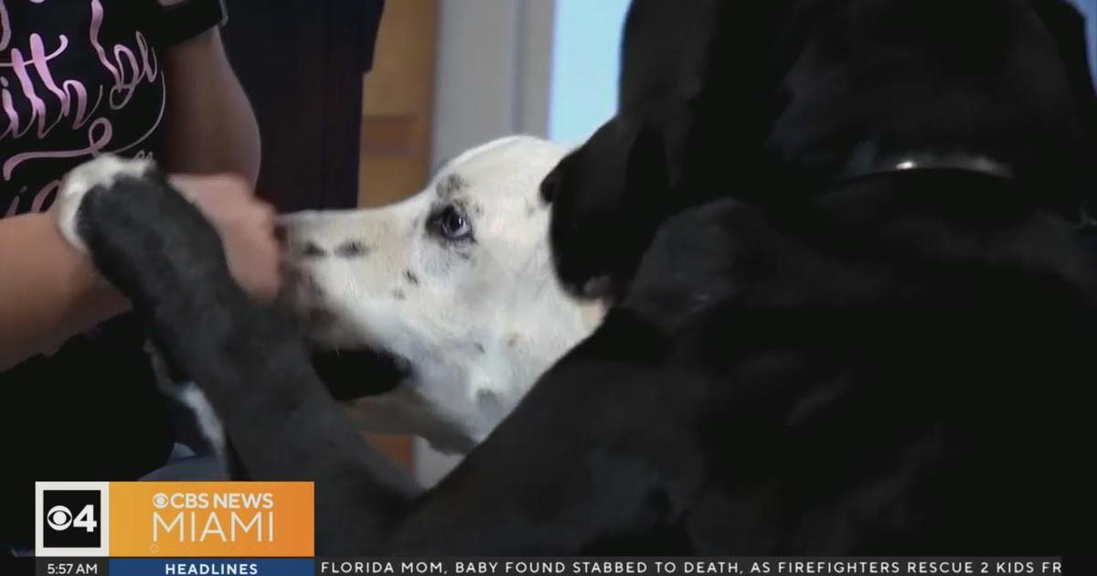 Pensacola woman now cancer-absolutely free thanks to her canine