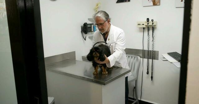 Mysterious respiratory illness spreading among dogs Mysterious respiratory illness spreading among dogs
