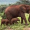 Rare elephant twins born in Kenya, spotted on camera
