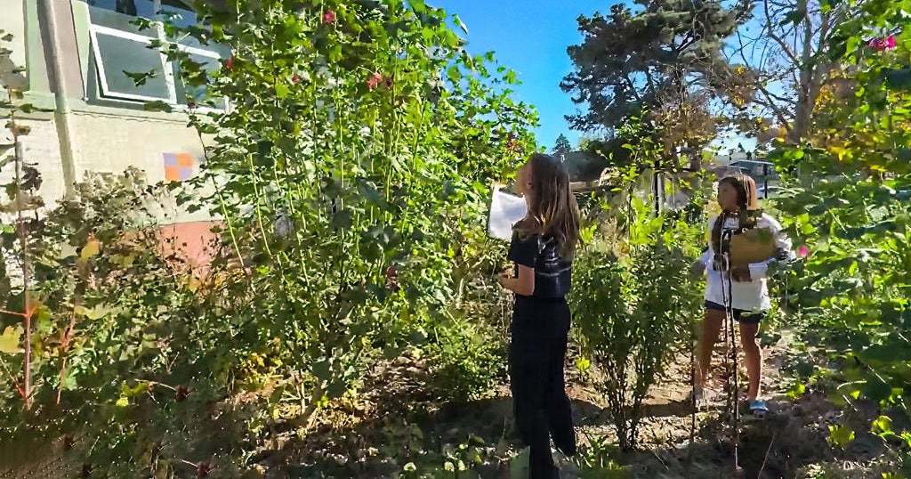 Berkeley kids plant tiny forests in fight to slow climate change - CBS ...