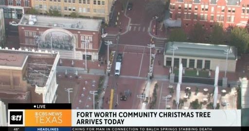 Fort Worth brings in Texas' tallest live Christmas tree CBS Texas
