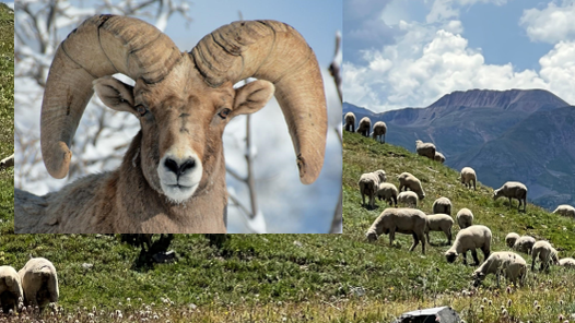 bighorn-for-web.png 