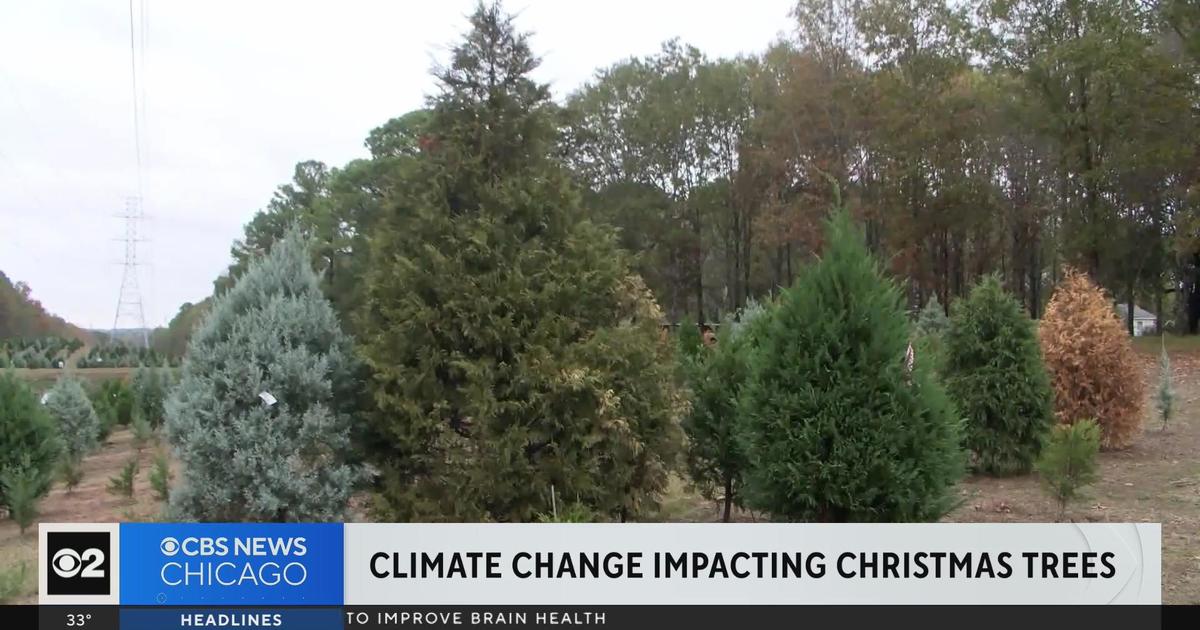 Climate change impacting Christmas tree supply CBS Chicago