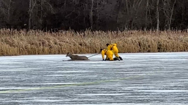 prior-lake-firefighters-rescue-deer-from-lake.jpg 