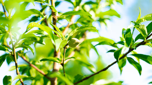 Close-up small young peach fruit growing on small branch with lush green leaves foliage at home orchard near Dallas, Texas, America 