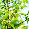 Close-up small young peach fruit growing on small branch with lush green leaves foliage at home orchard near Dallas, Texas, America 