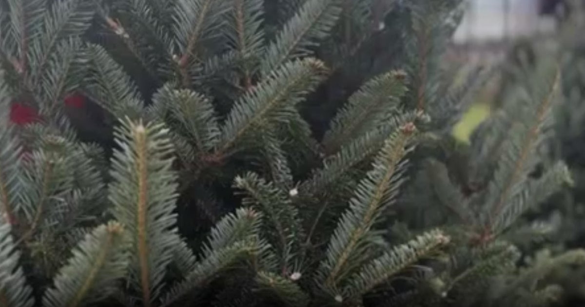 Farm donates Christmas trees to Pemboke Pines non-profit that assists young ones who survived abuse Farm donates Christmas trees to Pemboke Pines non-profit that assists young ones who survived abuse