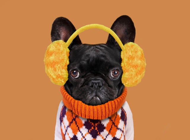 Funny dog with plush earmuffs 