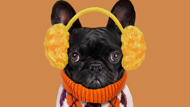 Funny dog with plush earmuffs 