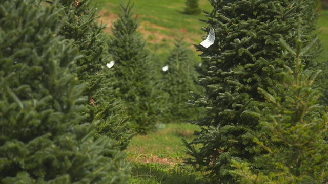 christmas-trees-pennsylvania-supply-growing-season-holidays.jpg 