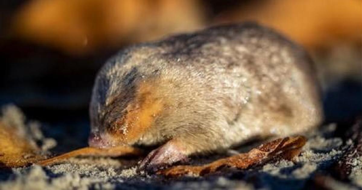 Blind golden mole that "swims" in sand detected in South Africa for first time in 87 years