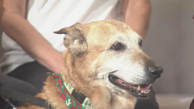 Pet Rescue Spotlight: Citizen Canine Senior Rescue.jpg 