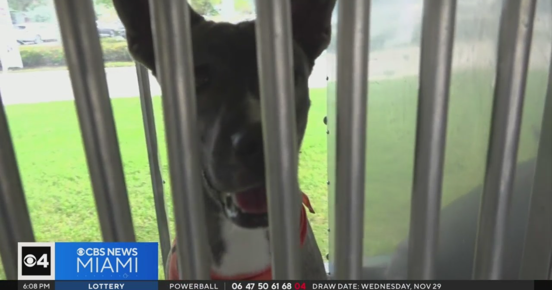 Miami-Dade Animal Providers puts out plea for pet adoption as shelters access ‘critical capacity’ Miami-Dade Animal Providers puts out plea for pet adoption as shelters access ‘critical capacity’