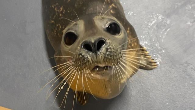 essex-seal-rescue-credit-national-marine-life-center-1.jpg 