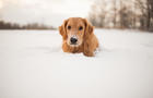 Puppy in the snow 