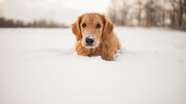 Puppy in the snow 