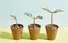 Origami dollar seedlings growing in flower pots full of coins 