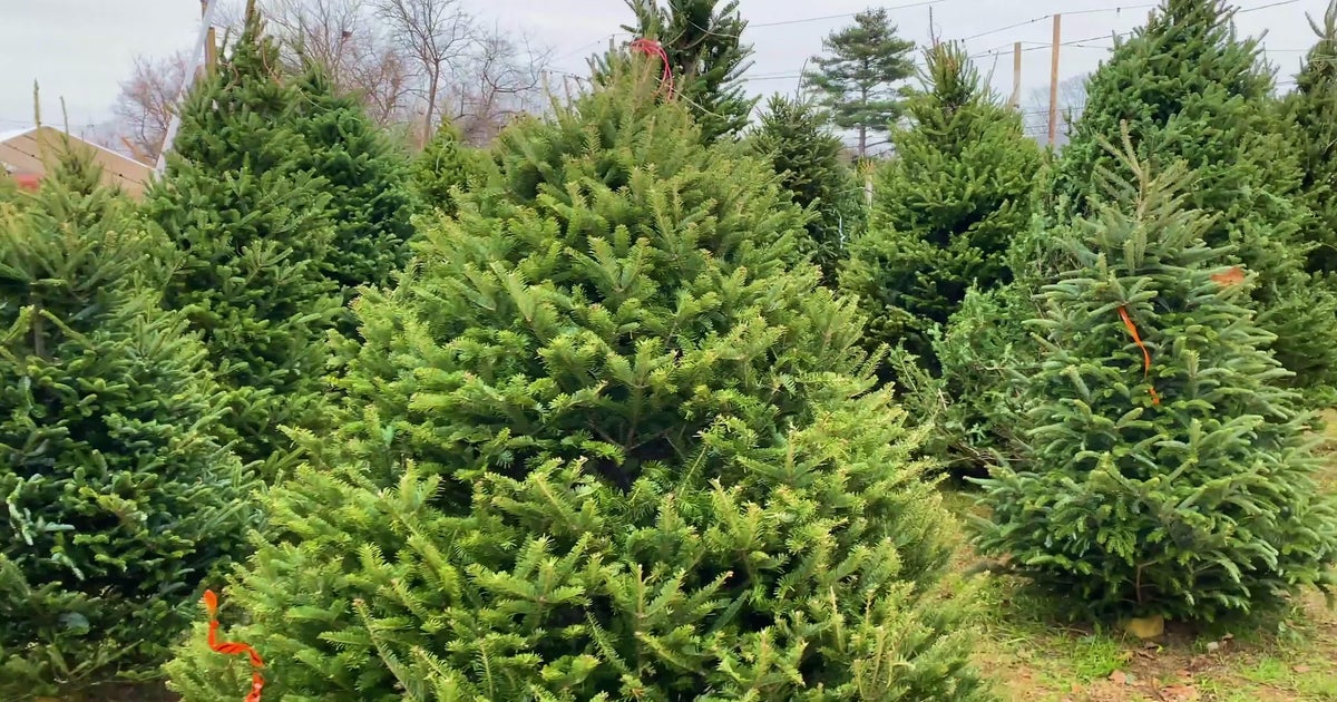 Tell Me Why Is a real Christmas tree more sustainable than a fake tree