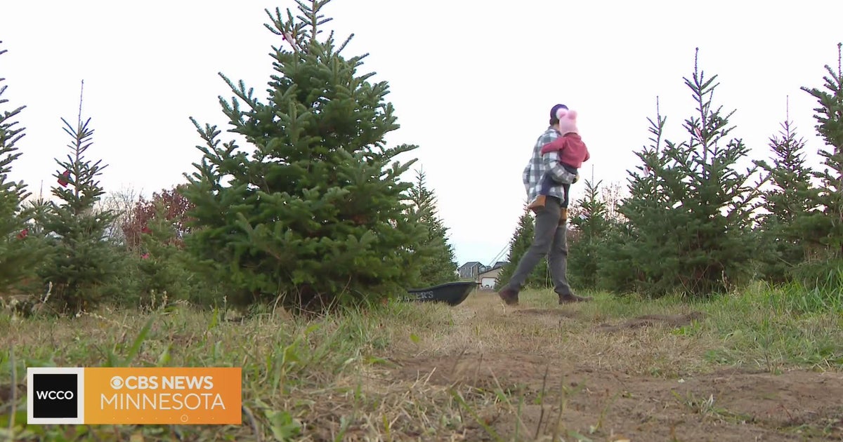 Why are Christmas trees more expensive this holiday season? CBS Minnesota
