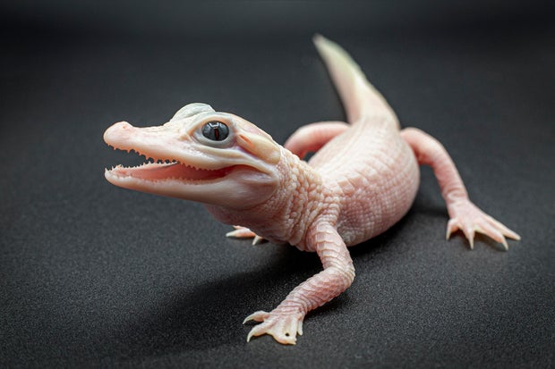 The white leucistic alligator was born Thursday