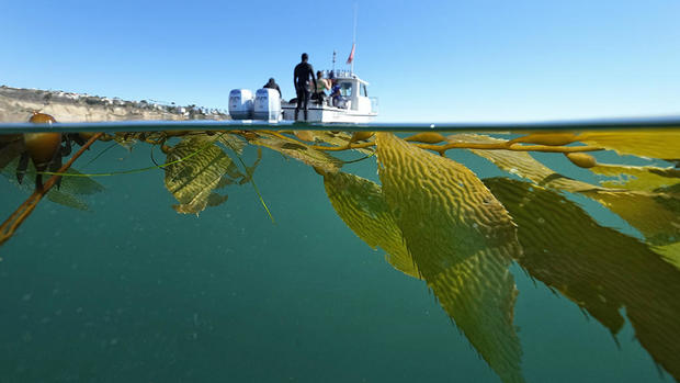 Climate Saving Kelp Forests 